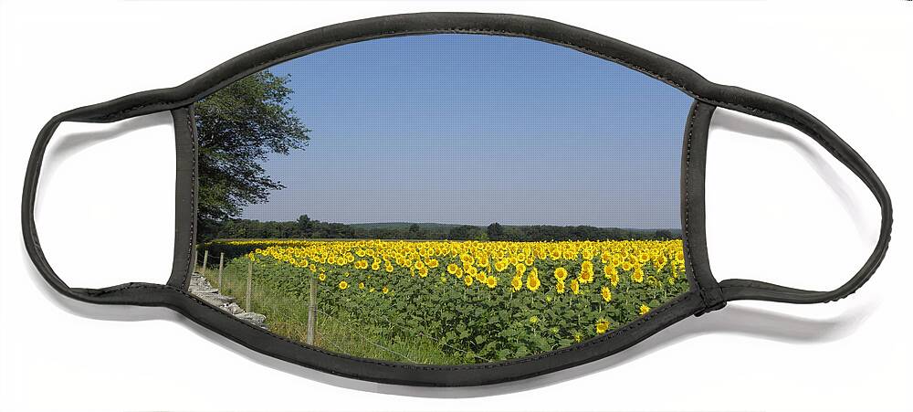 Sunflowers Face Mask featuring the photograph Sunflowers in the Country by Kim Galluzzo