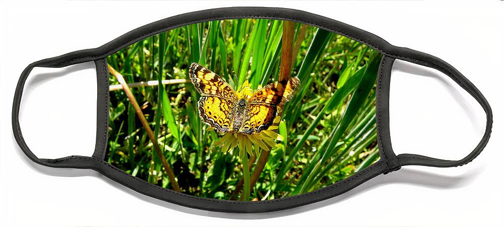 Butterfly Face Mask featuring the photograph Sunning On A Dandelion by Kim Galluzzo