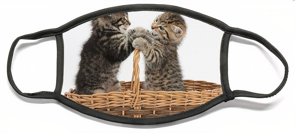 Nature Face Mask featuring the photograph Tabby Kittens Playing In Basket by Mark Taylor