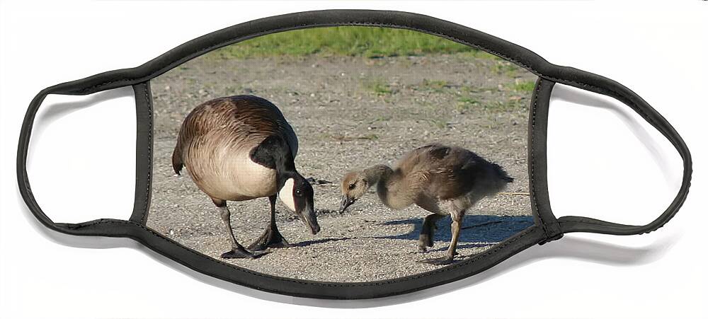 Canada Goose Face Mask featuring the photograph Teaching by Smilin Eyes Treasures