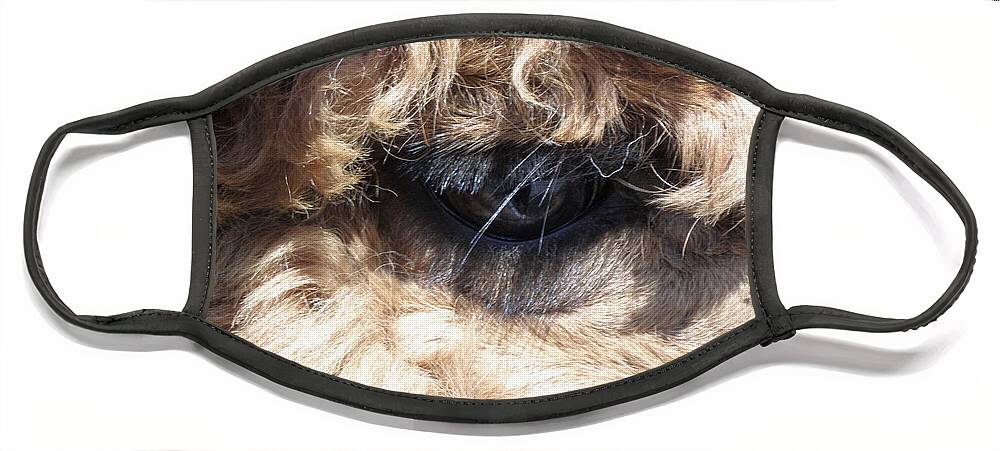 Alpaca Face Mask featuring the photograph The Eye of an Alpaca by Kim Galluzzo Wozniak