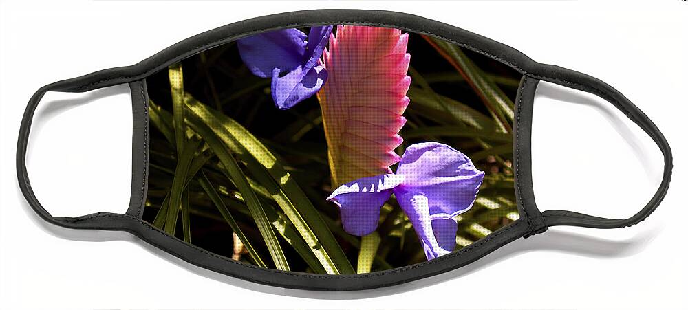 Fine Art Photography Face Mask featuring the photograph Tillandsia by Patricia Griffin Brett