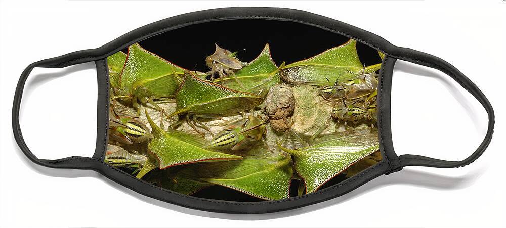Mp Face Mask featuring the photograph Treehopper Umbonia Sp Adults by Pete Oxford
