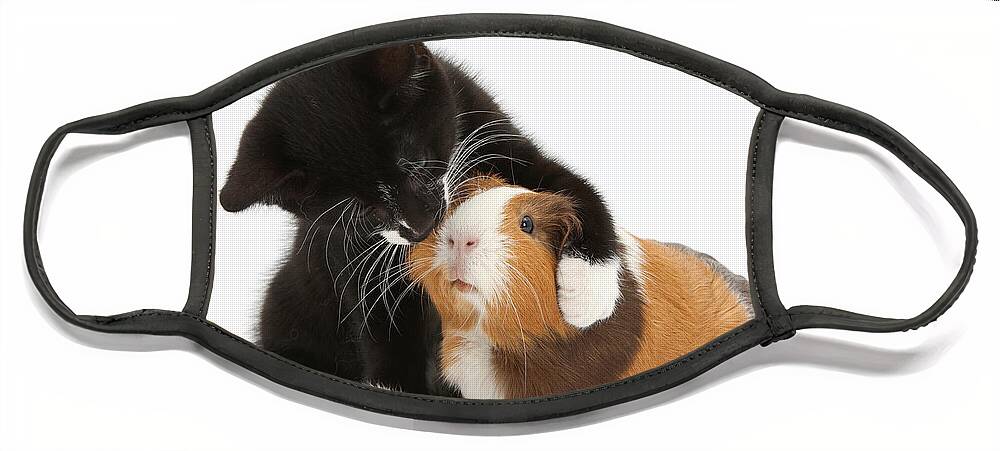 Cat Face Mask featuring the photograph Tuxedo Kitten Hugging Guinea Pig by Mark Taylor