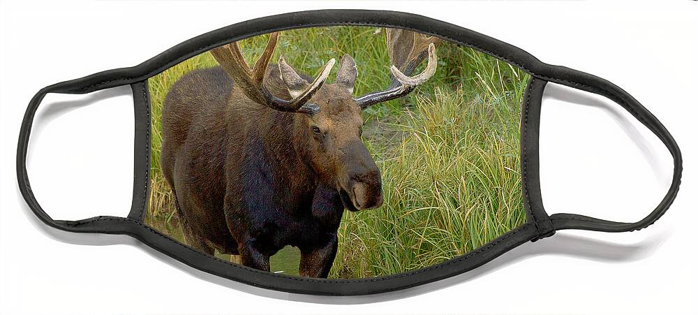 Bull Moose Face Mask featuring the photograph Wading Moose by Sue Karski