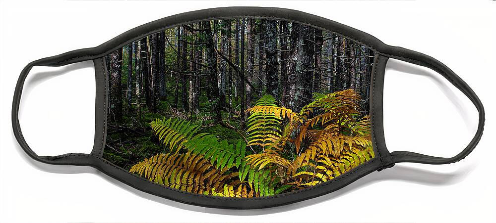 2012 Face Mask featuring the photograph Where the Ferns Grow by Ronald Lutz