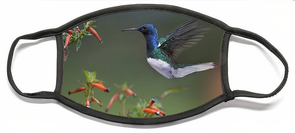 00176893 Face Mask featuring the photograph White Necked Jacobin Hummingbird Male by Tim Fitzharris