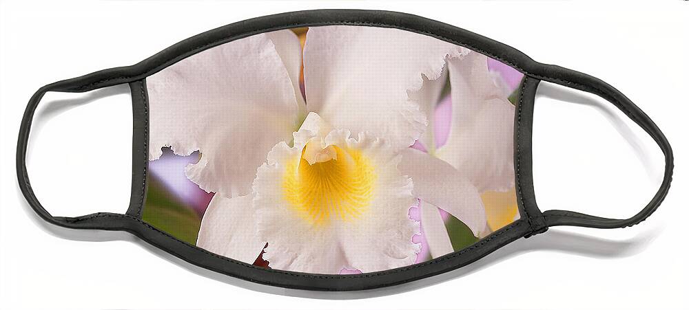White Flower Face Mask featuring the photograph White Orchid by Mike McGlothlen