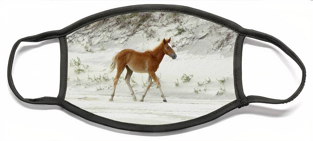 Foal Face Mask featuring the photograph Wild Spanish Mustang Foal of the Outer Banks of North Carolina by Kim Galluzzo Wozniak