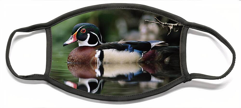 00171823 Face Mask featuring the photograph Wood Duck Male On Water British by Tim Fitzharris