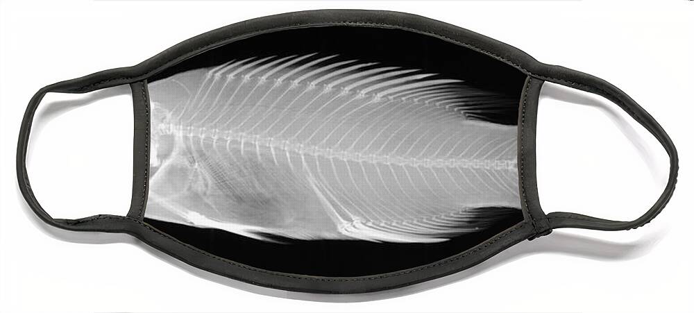 Fish Face Mask featuring the photograph X-ray Of A Wrasse Fish by Ted Kinsman