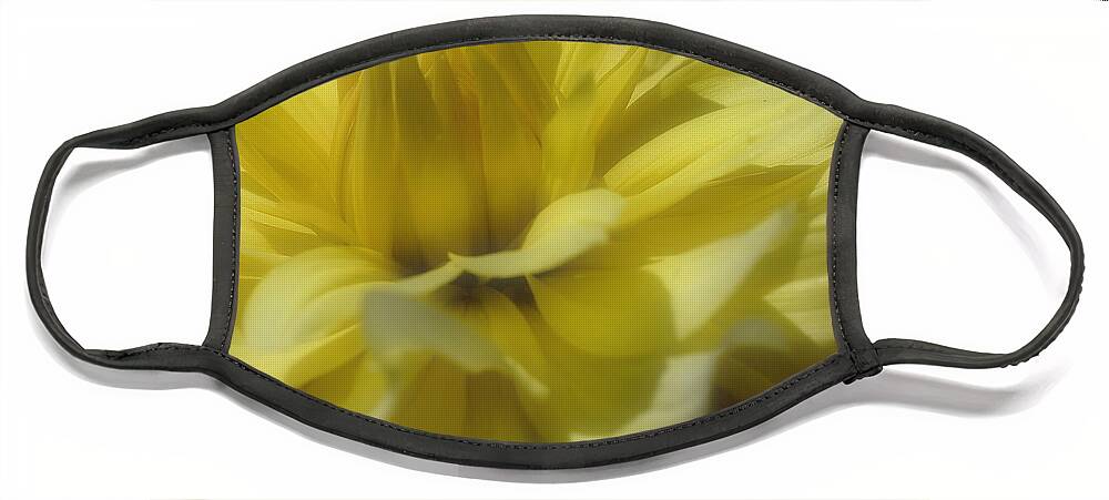 Flower Face Mask featuring the photograph Yellow Dahlia Flower Petals Soft by Smilin Eyes Treasures