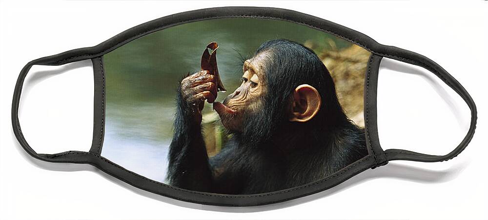 Mp Face Mask featuring the photograph Young Chimpanzee Using A Leaf to Drink by Cyril Ruoso