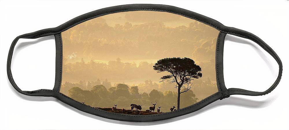 Strathglass Face Mask featuring the photograph Autumn Morning, Strathglass by Gavin Macrae