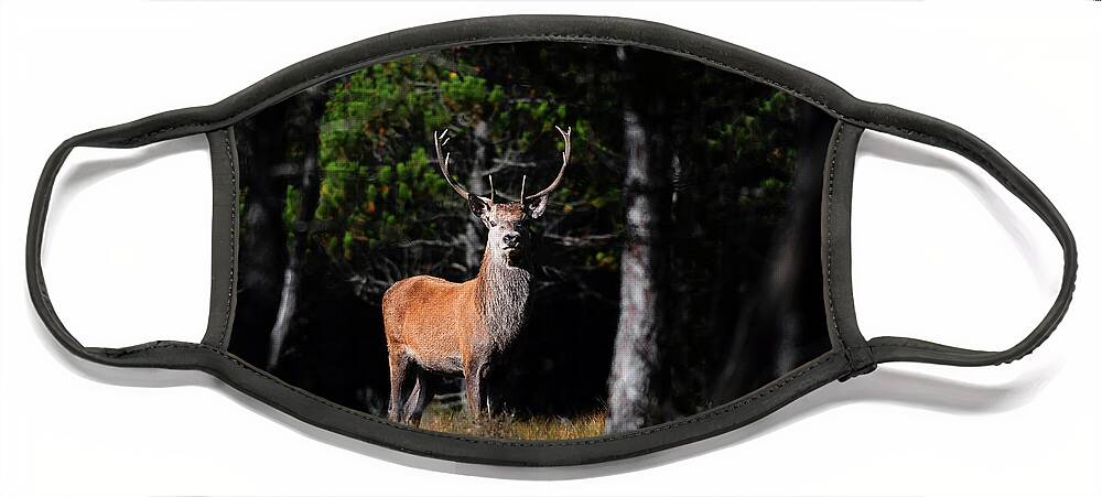  Stag In The Forest Face Mask featuring the photograph Stag In The Forest by Gavin Macrae