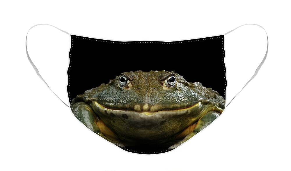 Frog Face Mask featuring the photograph African bullfrog Pyxicephalus adspersus Frog isolated on Black Background by Sergey Taran