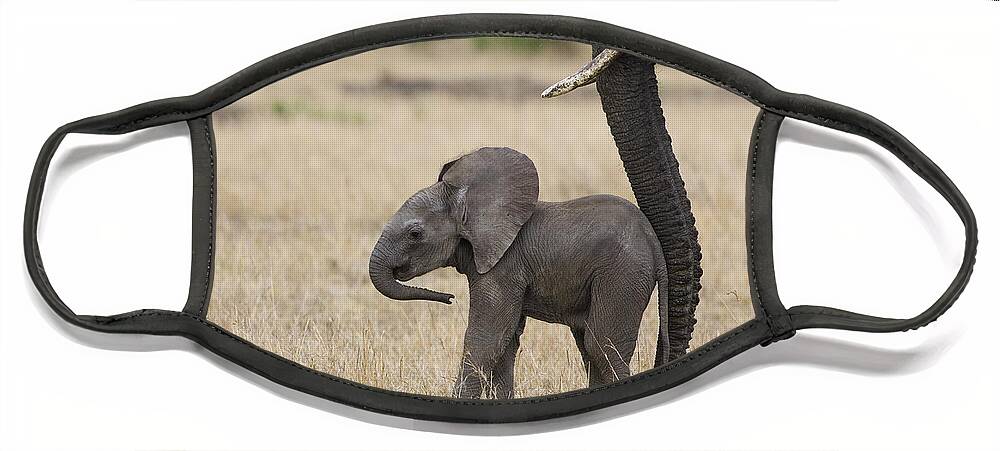 00784040 Face Mask featuring the photograph African Elephant Mother And Under 3 by Suzi Eszterhas