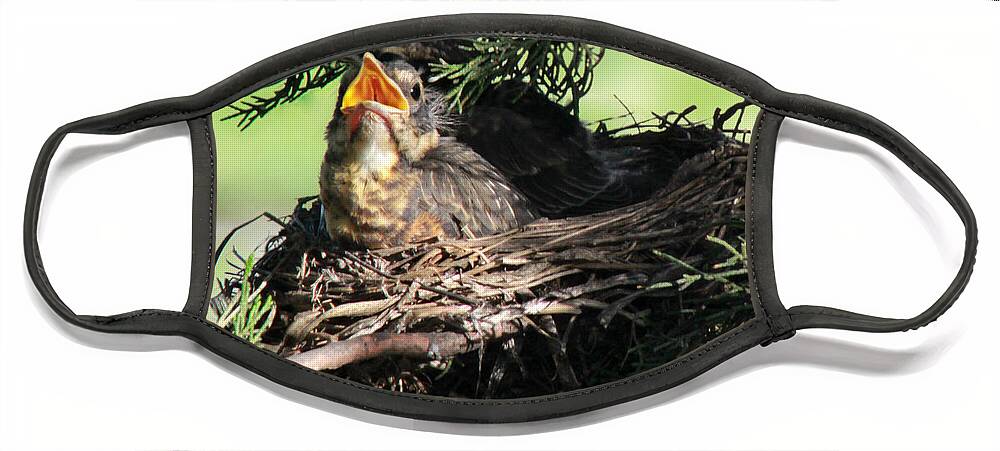 Robin Face Mask featuring the photograph American Robin nestlings #1 by Adam Long