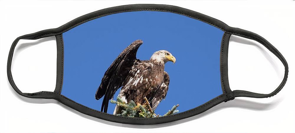 Bald Eagle Face Mask featuring the photograph Bald Eagle Juvenile Ready To Fly by Margarethe Binkley