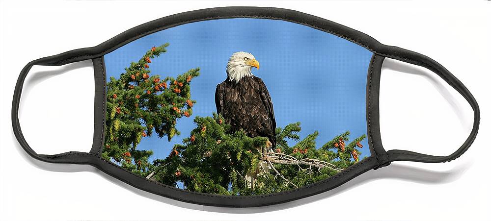 Bald Face Mask featuring the photograph Bald Eagle #1 by Ronnie And Frances Howard
