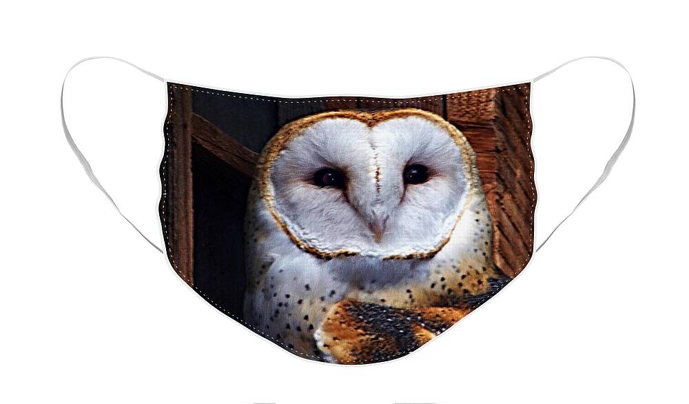 Digital Painting Face Mask featuring the photograph Barn Owl by Anthony Jones