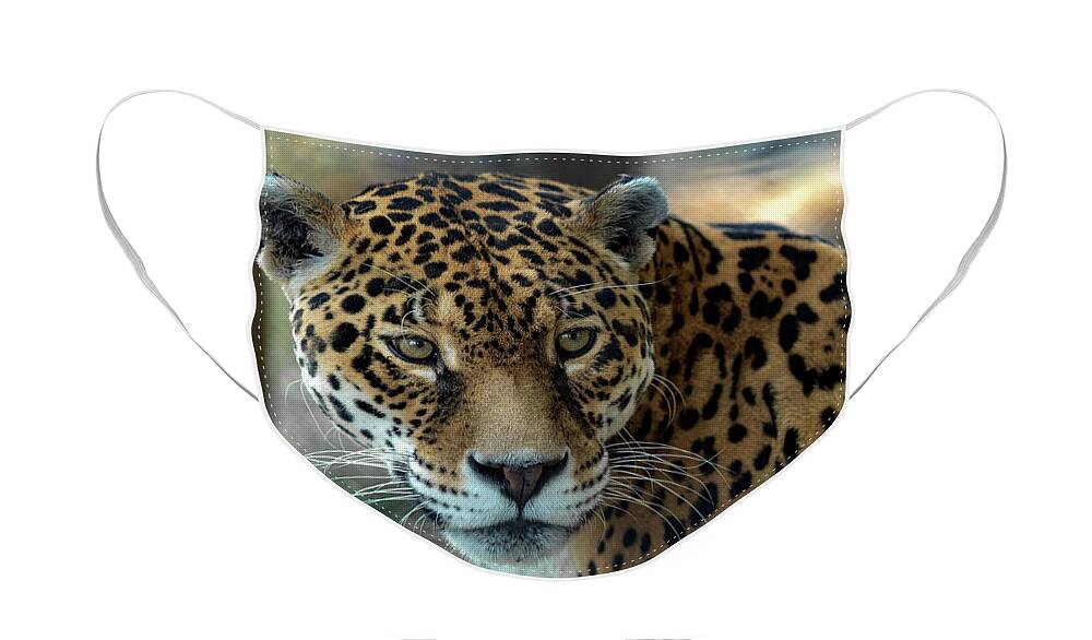 Jaguar Face Mask featuring the photograph Beautiful Jaguar Portrait #1 by Sam Rino