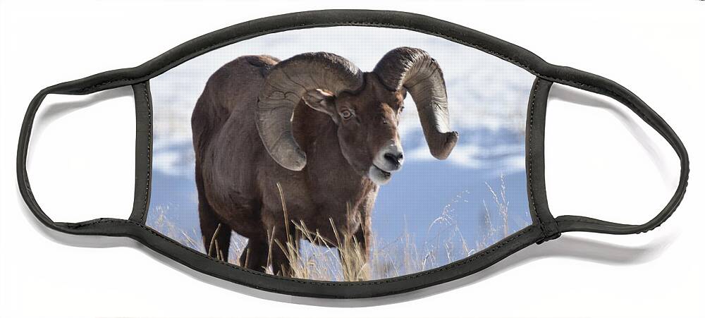 Big_horn_sheep Face Mask featuring the photograph Big Horn Sheep #1 by Margarethe Binkley