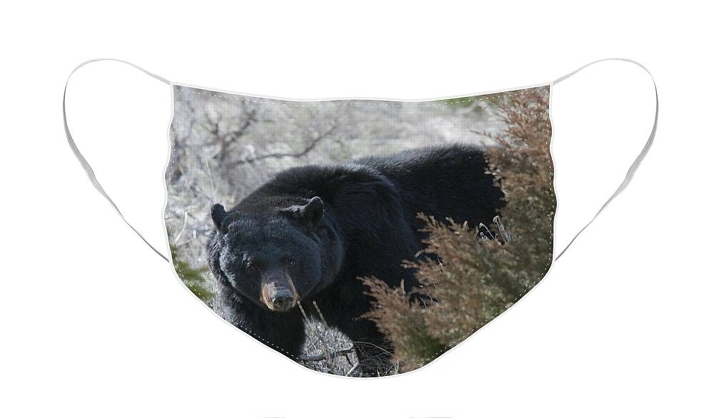 Black Bear Face Mask featuring the photograph Black Bear #1 by Gary Beeler