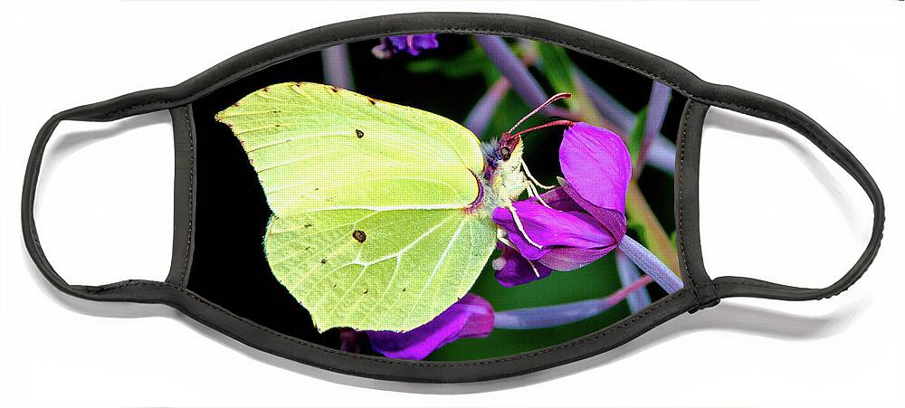 Animal Face Mask featuring the photograph Brimstone butterfly by Amanda Mohler
