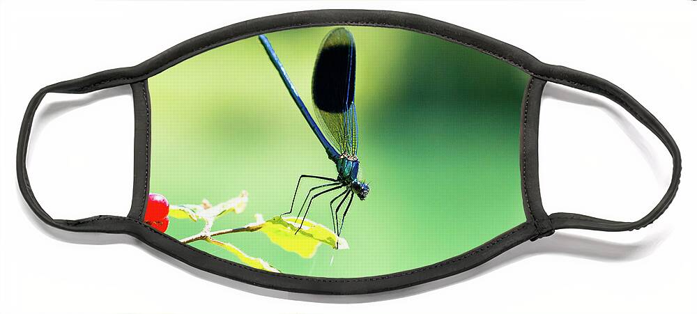 Countryside Face Mask featuring the photograph Broad-winged Damselfly, Dragonfly by Amanda Mohler