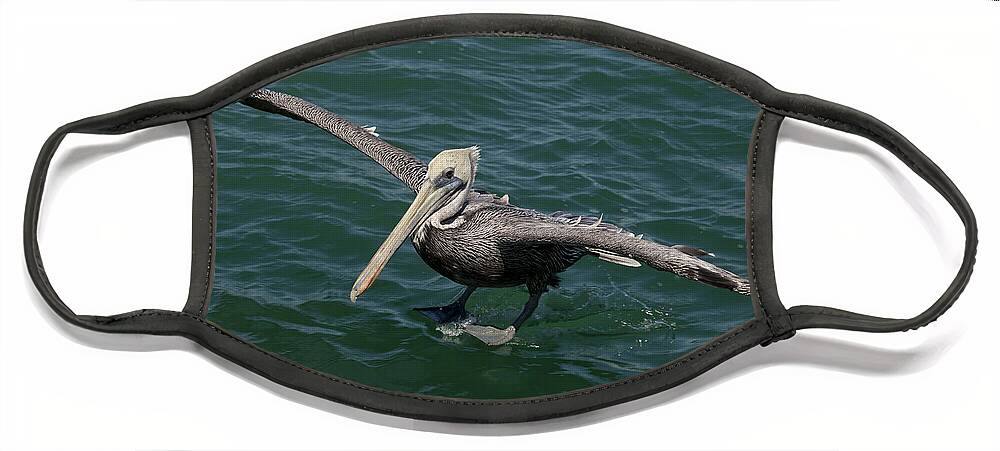 Animal Face Mask featuring the photograph Brown Pelican- Pelecanus occidentalis #1 by Anthony Totah