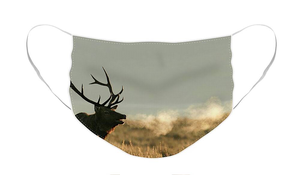 Elk Face Mask featuring the photograph Calling all Females #1 by Ronnie And Frances Howard