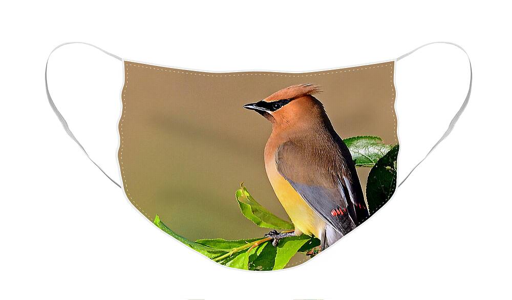 Bird Face Mask featuring the photograph Cedar Waxwing #1 by Rodney Campbell