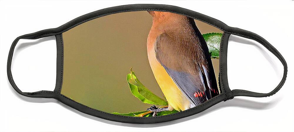 Bird Face Mask featuring the photograph Cedar Waxwing #1 by Rodney Campbell