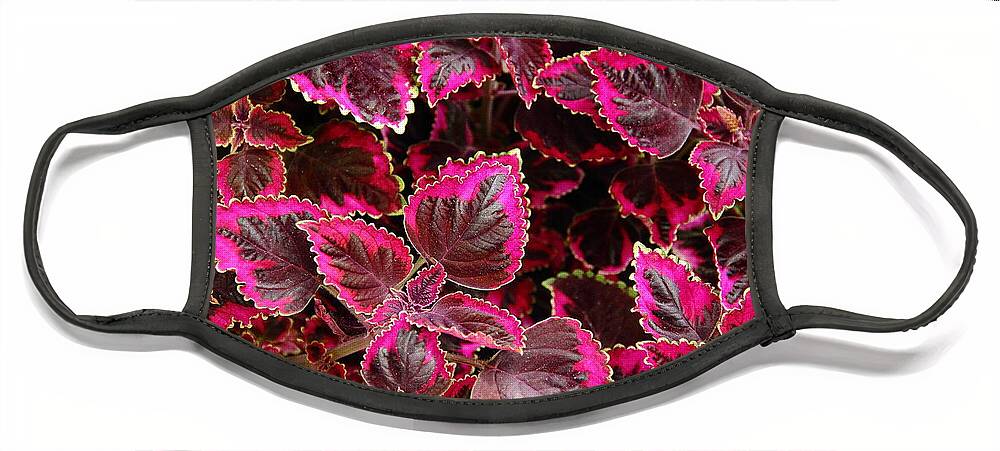 Light Red Face Mask featuring the photograph Coleus #1 by Allen Nice-Webb