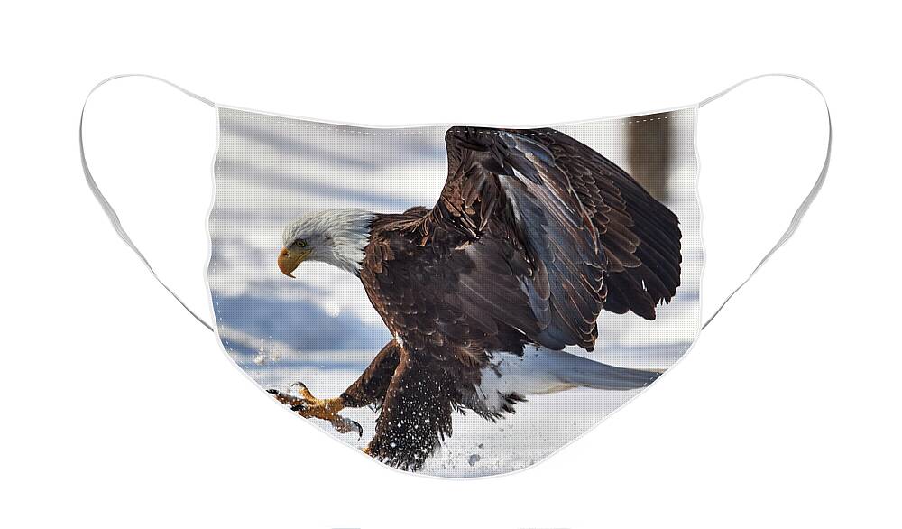 Bald Eagle Face Mask featuring the photograph Eagle Landing #1 by Paul Freidlund