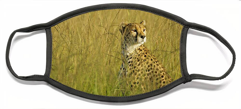Africa Face Mask featuring the photograph Elegant Cheetah #1 by Michele Burgess