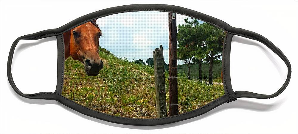 Horse Face Mask featuring the photograph Friendly Stallions by Kenny Glover