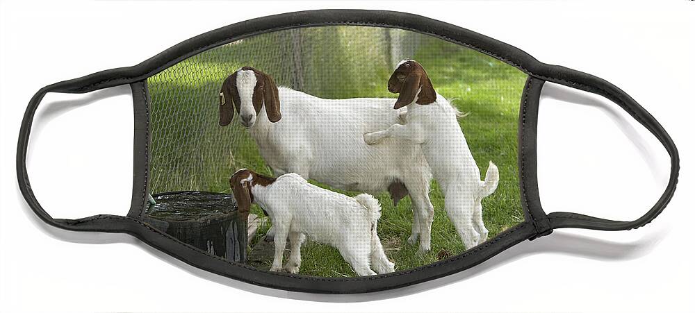 Boer Goat Face Mask featuring the photograph Goat With Kids by Inga Spence