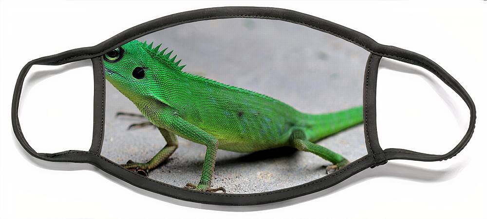 Wildlife Face Mask featuring the photograph Green Crested Lizard #1 by Fletcher & Baylis
