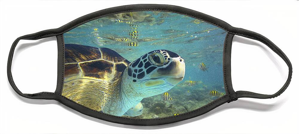 00451417 Face Mask featuring the photograph Green Sea Turtle Balicasag Island by Tim Fitzharris