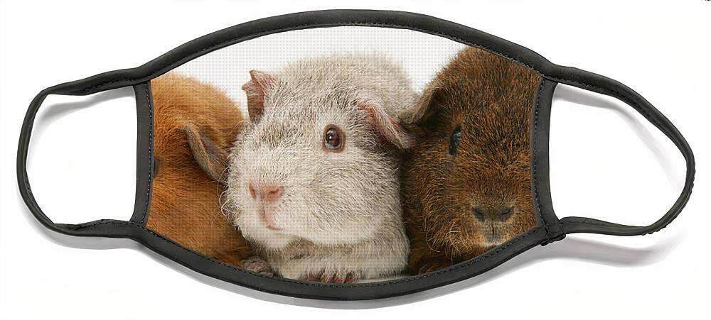 Animal Face Mask featuring the photograph Guinea Pigs #1 by Jane Burton