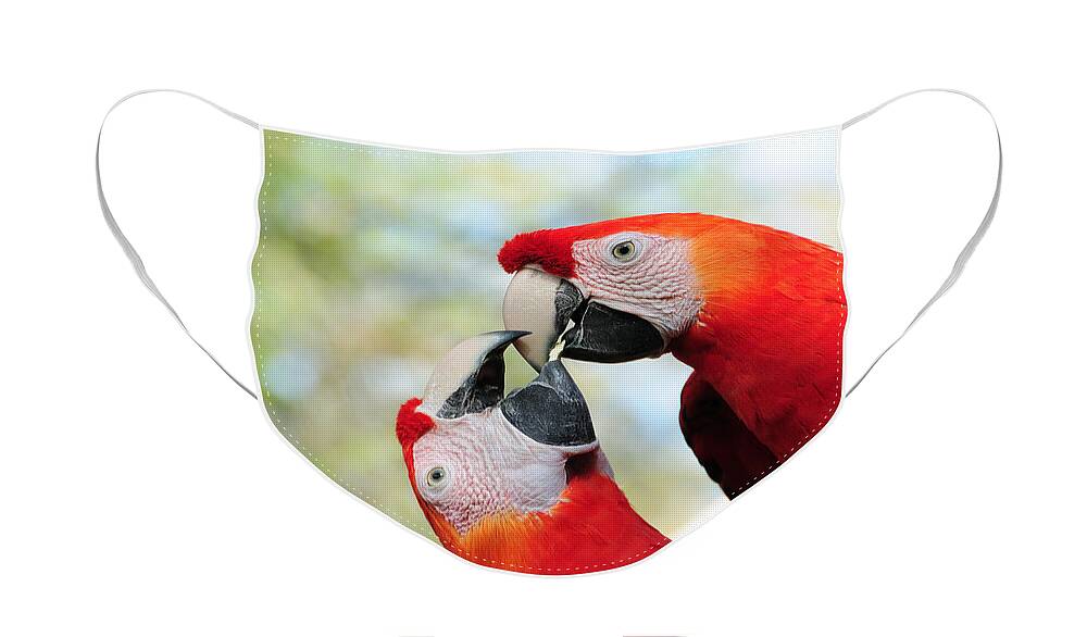 Bird Face Mask featuring the photograph Macaws #1 by Steven Sparks