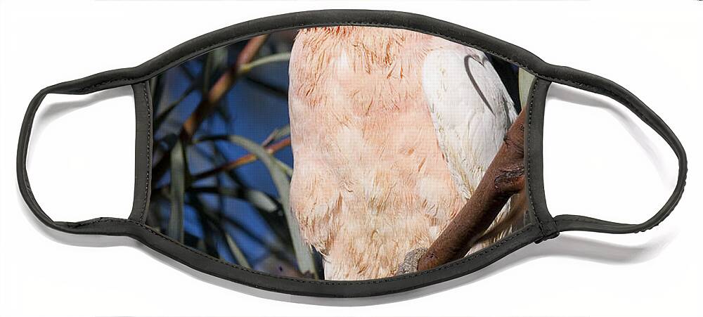 Major Mitchell's Cockatoo Face Mask featuring the photograph Major Mitchells Cockatoo #1 by B.G. Thomson