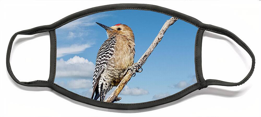 Animal Face Mask featuring the photograph Male Gila Woodpecker by Jeff Goulden