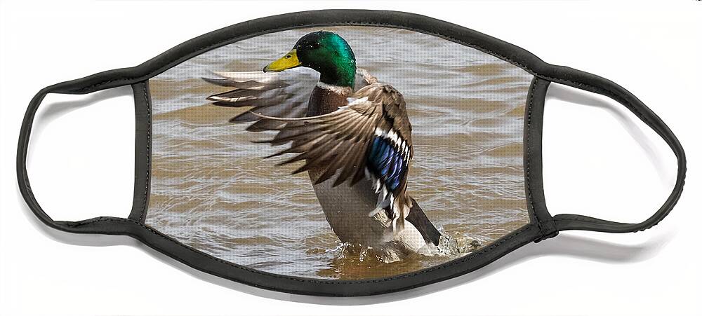 Male Face Mask featuring the photograph Male Mallard by Holden The Moment