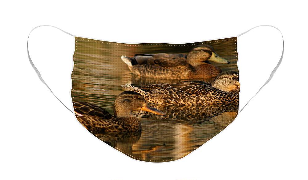 Ducks Face Mask featuring the photograph Mallards Swimming in the Water at Magic Hour by Angela Rath
