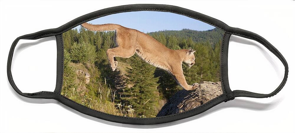 Mp Face Mask featuring the photograph Mountain Lion Puma Concolor Jumping #1 by Matthias Breiter