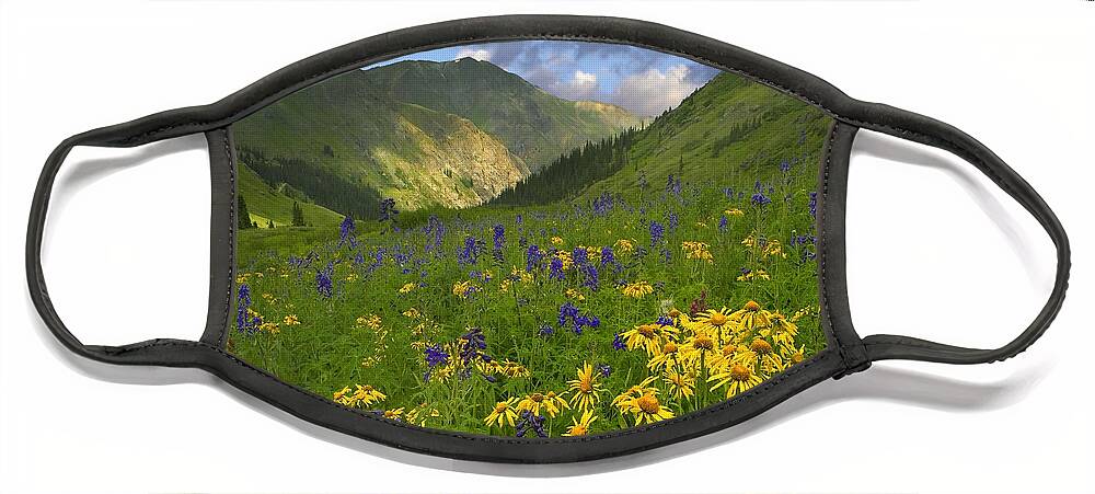 00176057 Face Mask featuring the photograph Orange Sneezeweed And Delphinium #1 by Tim Fitzharris