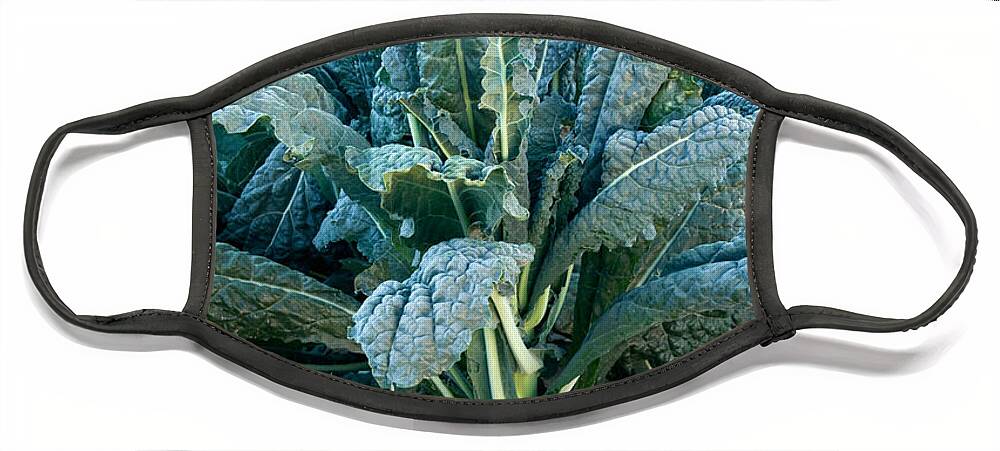 Kale Face Mask featuring the photograph Organic Italian Kale #1 by Inga Spence